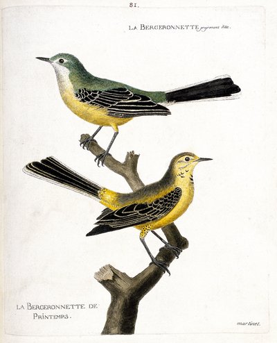 Zoological chart (ornithology): the bergeronnette itself and the spring bergeronnette on a branch. Illustration in 