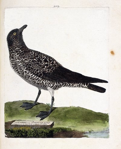 Zoological chart (ornithology): the labbe or stercorar. Illustration in 