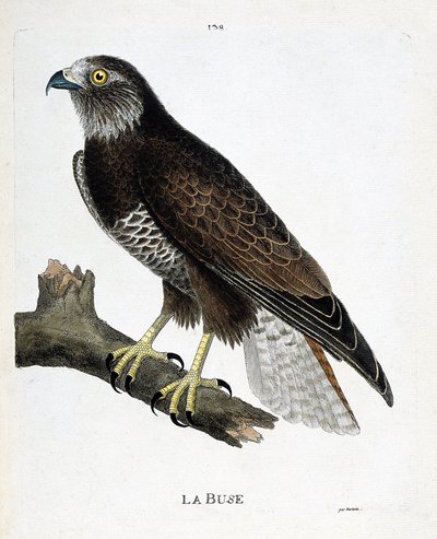 Zoological chart (ornithology): the nozzle (variable nozzle or buteo buteo) on a branch. Illustration in 