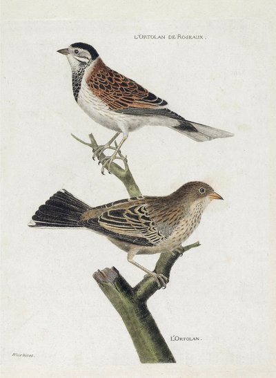 Zoological chart (ornithology): top to bottom: Reed ortolan (Reed Sparrow or Emberiza schoeniclus) and Ortolan (Ortolan Sparrow or Emberiza hortulana) on a branch. Illustration in 