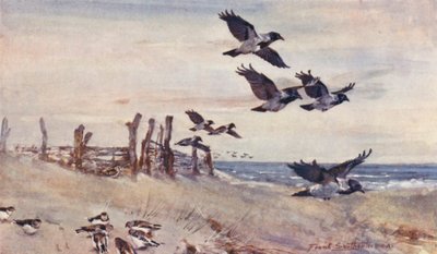 Wild Life in East Anglia: Autumn Immigrants, Hooded Crows and Snow Buntings by Frank Southgate