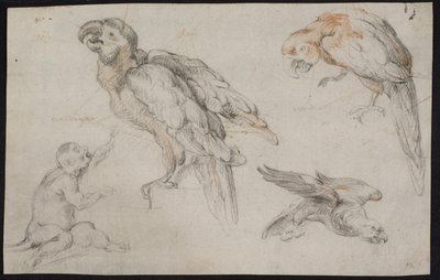 Study Sheet with Parrots and Monkey by Frans Snijders