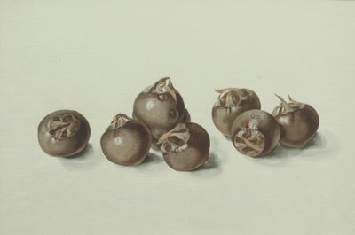 Medlar Fruits by Franz Horny