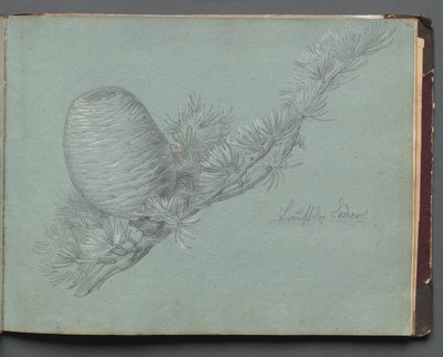 Album with Views of Rome and Surroundings, Landscape Studies, page 49a: Study of an Evergreen by Franz Johann Heinrich Nadorp