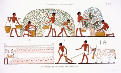 Fruit Picking, from a Rare Record of Frescoes from Thebes, recorded 1819-1822 on his second visit to Egypt by Frederic Cailliaud by Frederic (after) Cailliaud