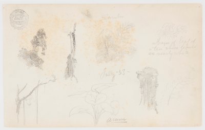 Botanical Sketches from Colombia: Bamboo Trees, Trunks and Details by Frederic Edwin Church