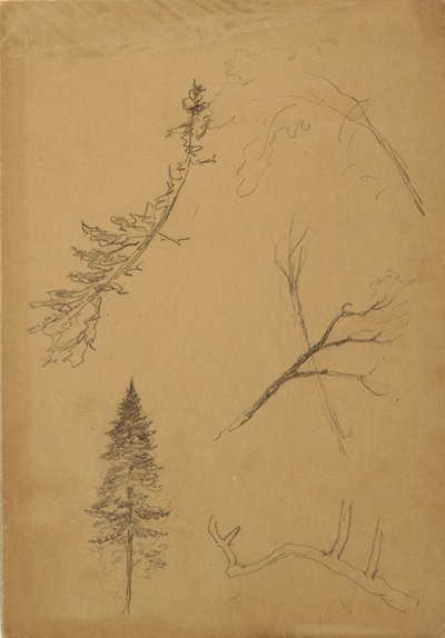 Botanical Sketches, 1888 by Frederic Edwin Church