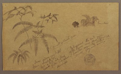 Botanical Sketches, May–August 1865 by Frederic Edwin Church