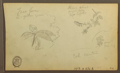 Botanical Sketches; Verso: Botanical Sketches, 1857 by Frederic Edwin Church