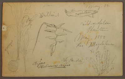 Botanical Sketches from the Rio Magdalena, Colombia, May 1853 by Frederic Edwin Church