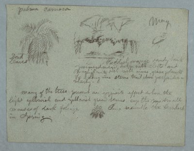 Camaca Palm, a Group of Trees and Vines on a River Bank, Bird, and a Bunch of Leaves, Rio Magdalena, Colombia, May 1853 by Frederic Edwin Church