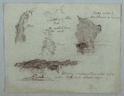 Details of Flowers, Plants and Trees Along a River Bank, Rio Magdalena, Colombia, 1853, probably May by Frederic Edwin Church