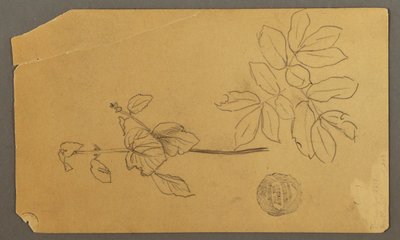 Sketches. Stem of a Plant. Boughs with Leaves, possibly 1877 by Frederic Edwin Church
