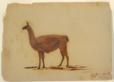 Ecuador, San Juan (Chimborazo), Llama, September 1853 by Frederic Edwin Church