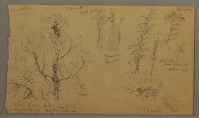 Flora Studies, October 6, 1865 by Frederic Edwin Church