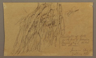 Hanging Roots, Galleway Hill, August 1865 by Frederic Edwin Church