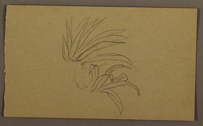 Lily Plant, 1865 by Frederic Edwin Church