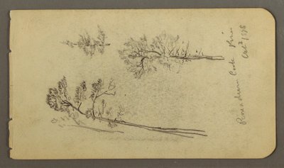 Pine studies, 1878 by Frederic Edwin Church