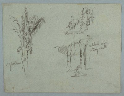 Plant Studies from the Rio Magdalena, Colombia, 1853, probably May by Frederic Edwin Church