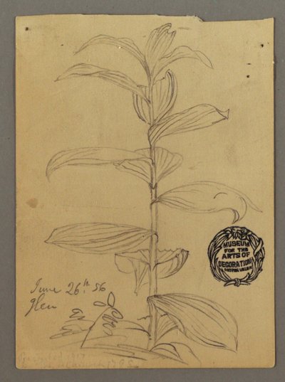 Plant Study, June 26, 1856 by Frederic Edwin Church