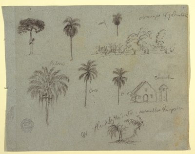 Sketches from the Rio Magdalena, Colombia: Botanical Studies and a Church, May 1853 by Frederic Edwin Church