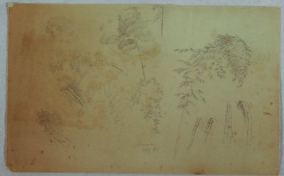 Studies of Tree Tops and Bamboo, Jamaica, August 1865 by Frederic Edwin Church