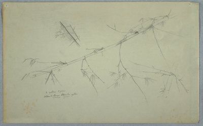 Study of Bamboo, Jamaica, May–August 1865 by Frederic Edwin Church