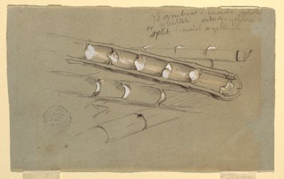 Study of Bamboo, June 1857 by Frederic Edwin Church