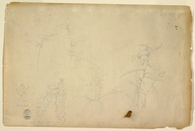 Thorns and Thistles, July 1844 by Frederic Edwin Church
