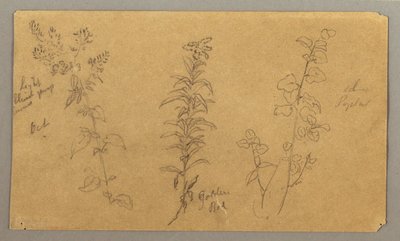 Three Plant Studies, October 1865 by Frederic Edwin Church