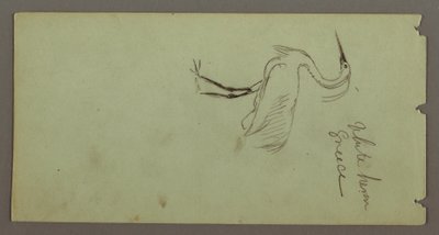 White Heron, possibly 1869 by Frederic Edwin Church