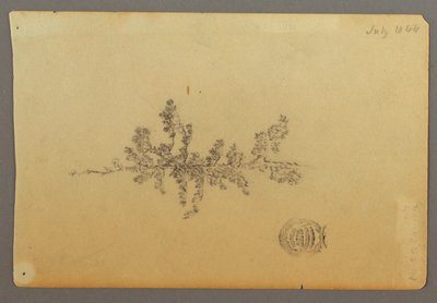 Evergreen Tree by Frederic Edwin Church