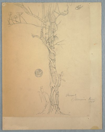 Parasite Wound around a Tree Trunk, Jamaica by Frederic Edwin Church