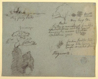 Riverbank and Botanical Sketches from Higuerote, Ecuador by Frederic Edwin Church