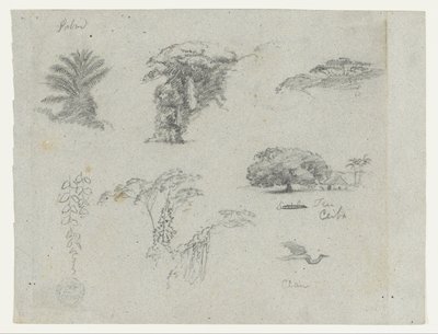 Sketches from South America. Botanical sketches. Flying crane. by Frederic Edwin Church