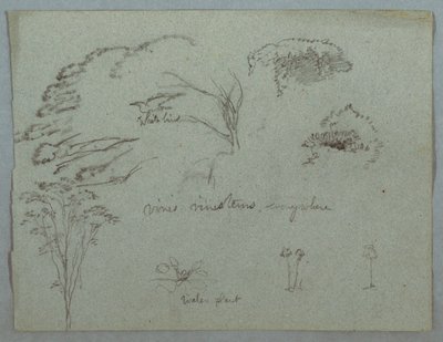 Studies from the Rio Magdalena, Colombia: Tree Tops, Flying White Bird, Vines, and Three Flowering Plants by Frederic Edwin Church