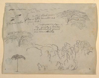 Studies of Birds and Trees seen from the Rio Magdalena, Colombia by Frederic Edwin Church