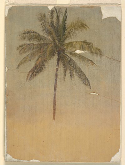 Trunk and Top of a Palm Tree by Frederic Edwin Church