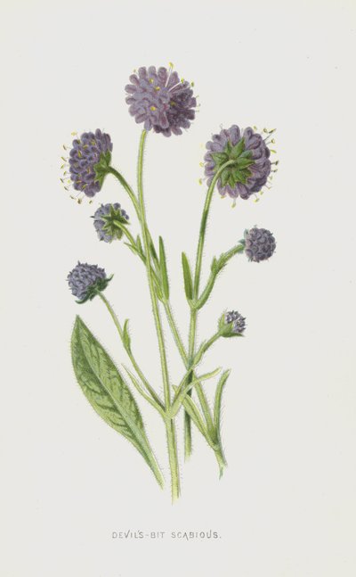 Devils-Bit Scabious by Frederick Edward Hulme