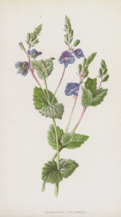 Germander Speedwell by Frederick Edward Hulme