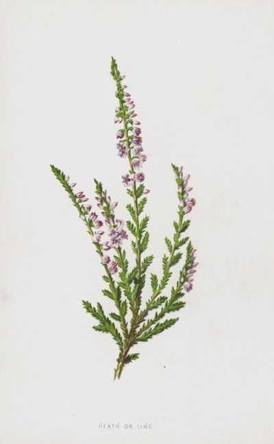 Heath or Ling by Frederick Edward Hulme