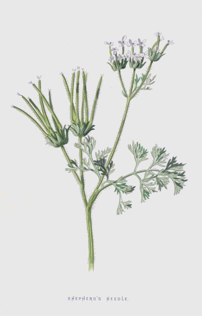 Shepherds Needle by Frederick Edward Hulme