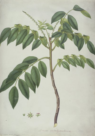 Brucea Antidysenterica by Frederick Polydor Nodder
