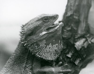 A Bearded Lizard with its mouth open, holding on to a branch, London Zoo by Frederick William Bond