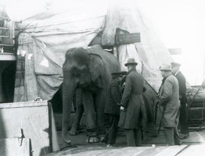 A Burmese Elephant Sheltered Partly Under a Tarpaulin on Deck, with a Trainer and Four Other Men, Travelling to London Zoo in 1927 by Frederick William Bond