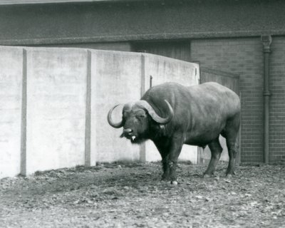 A Cape/African Buffalo bull standing on bare earth, next to the concrete wall of its enclosure at London Zoo in 1928 by Frederick William Bond