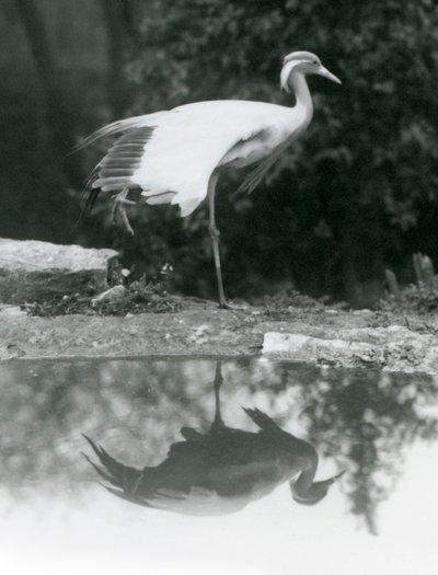 A Demoiselle Crane standing, on one leg, with its mirror-like reflection in the pool below, London Zoo by Frederick William Bond