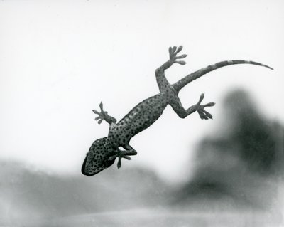 A Gecko seen from below as it climbs on glass, showing its specialized foot pads, London Zoo, August 1928 by Frederick William Bond