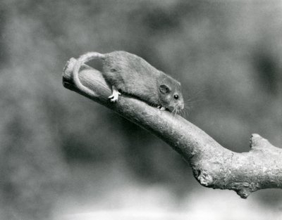 A Hazel Dormouse on a branch, London Zoo by Frederick William Bond