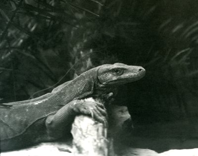 A Komodo Dragon resting its neck and forelegs up against a log at London Zoo in June 1927 by Frederick William Bond